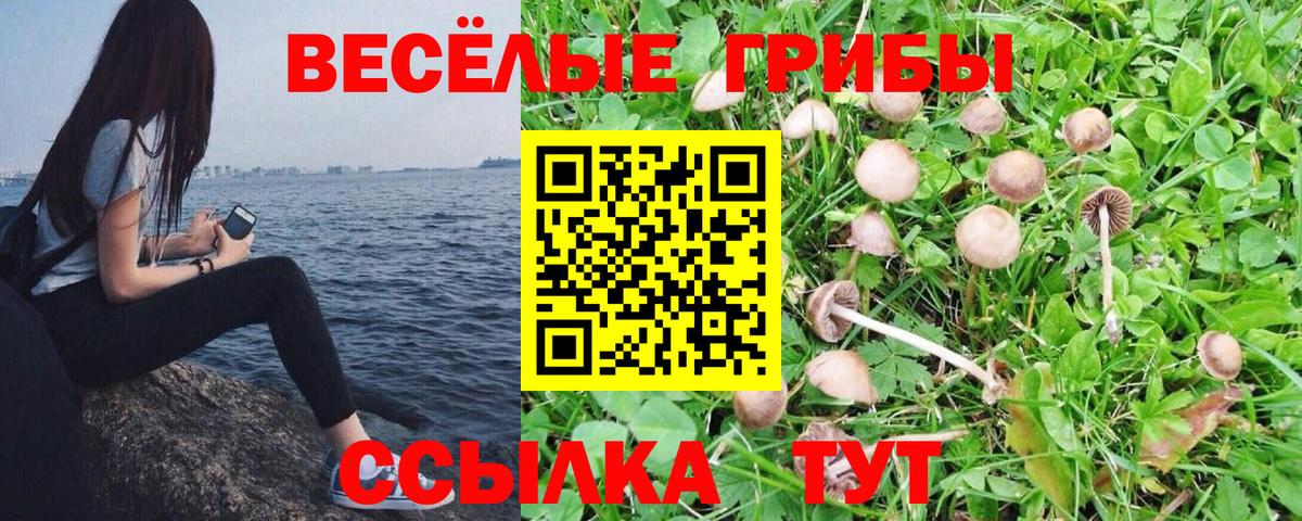 Гусев  закладки  Вход с VPN  Галлюциногенные грибы Cubensis 