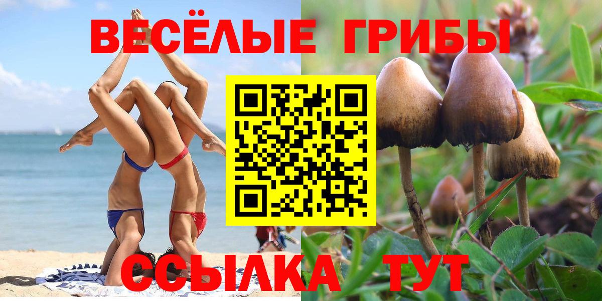 Псилоцибиновые грибы GOLDEN TEACHER Гусев